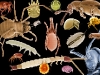 o_Los Organismos del Suelo (FAO Portal